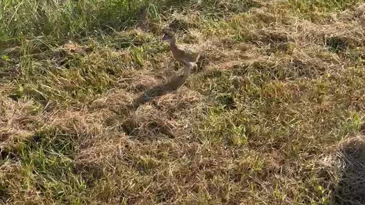 Pheasant release