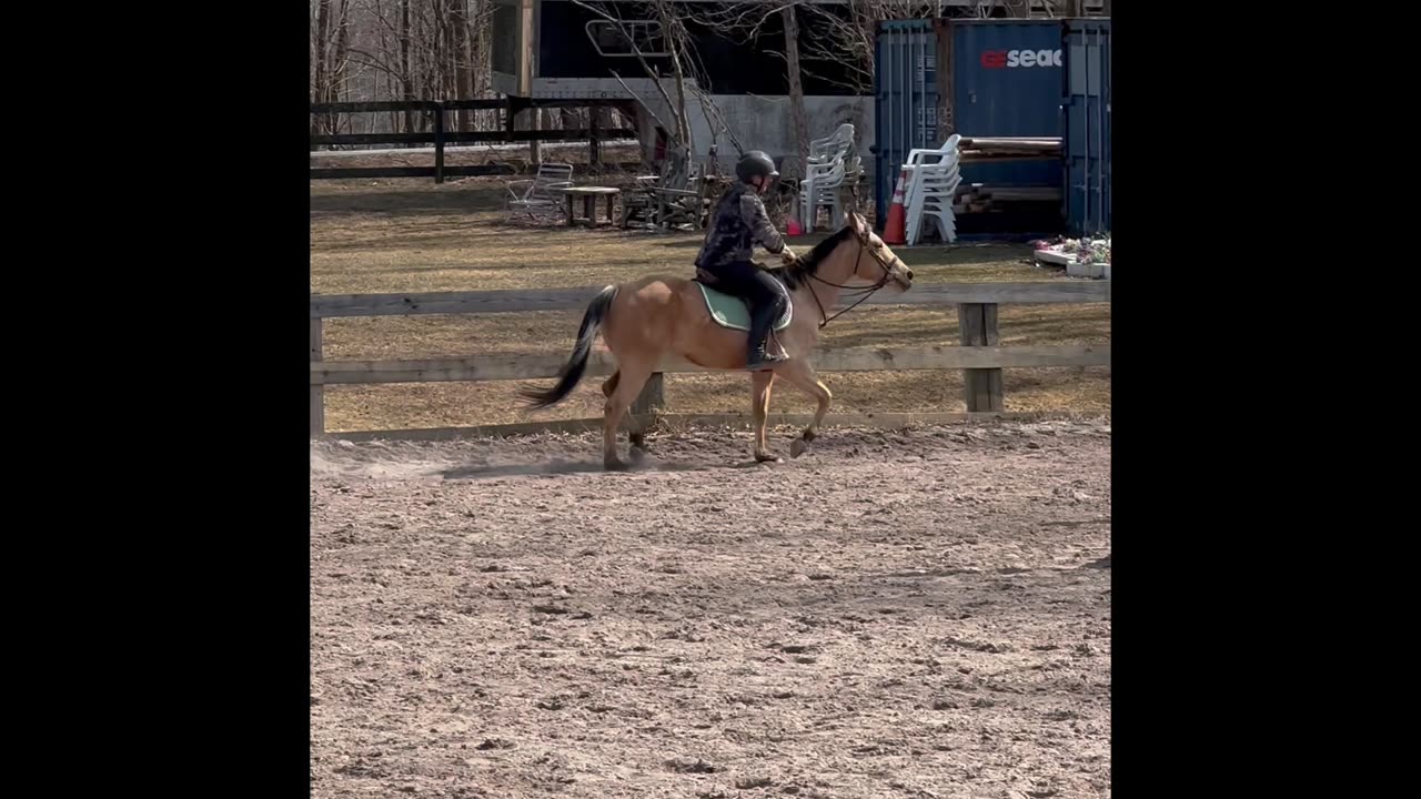 Buckskin Mare Pony For Sale