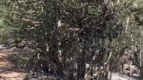 Vatra zjarri në Kukës