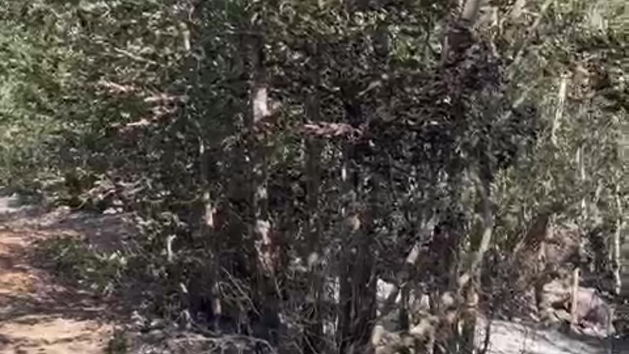 Vatra zjarri në Kukës