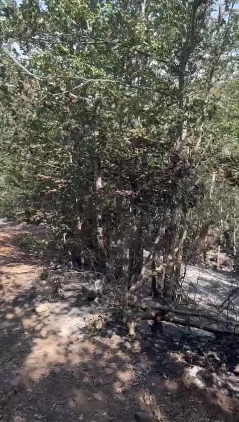 Vatra zjarri në Kukës