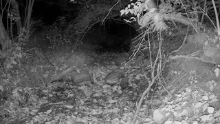 Live Stream