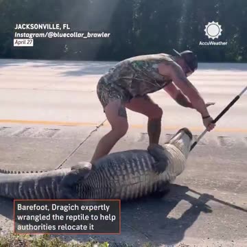 Only in Florida! 🐊 Florida man Mike Dragich, a licensed alligator trapper..