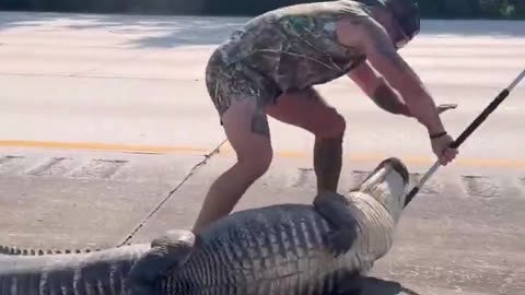 Only in Florida! 🐊 Florida man Mike Dragich, a licensed alligator trapper..