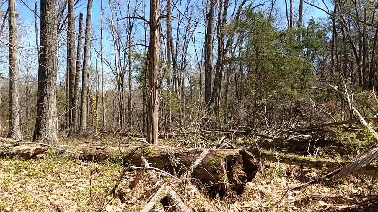 Dead KY Gobbler 2025