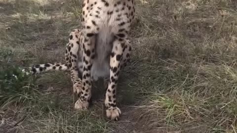 Cheetah the turbocharged cat
