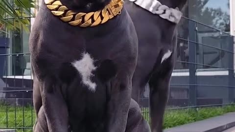 „Cei doi giganți ai cartierului 🐕🐕 Când forța și prietenia se întâlnesc! #cainiMari #DogPower”