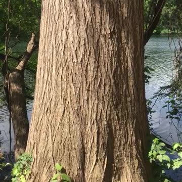 The tree finally separated.