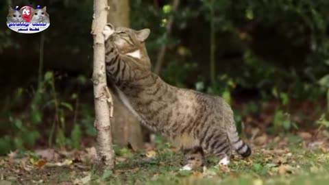 "Why Cats Scratch Your Couch 😾 | It’s Not Revenge, It’s Instinct!"