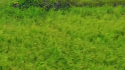 ছুটে চলছে চরের জাহাজ