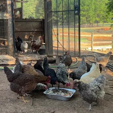 Breakfast is Served. Release the KRAKEN!!