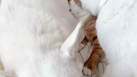 Clumsy Kittens Epic Fails & Funny Moments! 🐱dogs video #FunnydogsVideos"