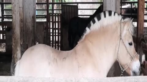 horse