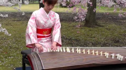 さくら(Sakura) 25絃箏 (25 Strings Koto)