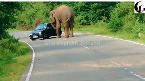 Aggressive elephant chage,Sri Lanka