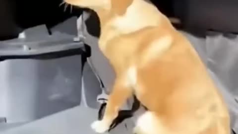 Cute Animal Videos!!