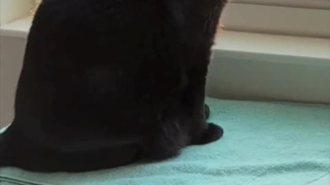 Cute Precious Piper Watches the Sights from Her Spa - Adopting a Cat from a Shelter Vlog #shorts