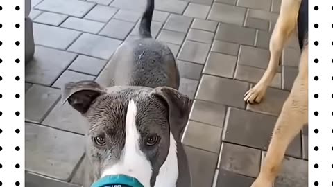 Funny dogs video