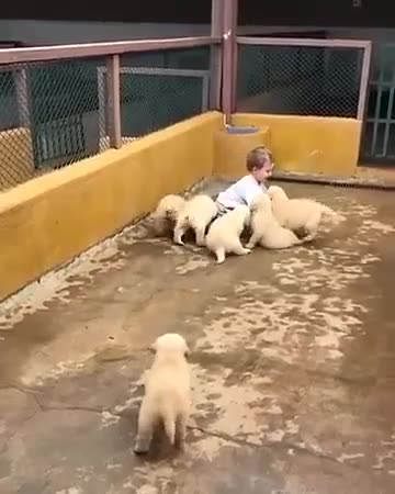 Funny Kid & Dogs