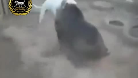 Dogo argentino vs boar