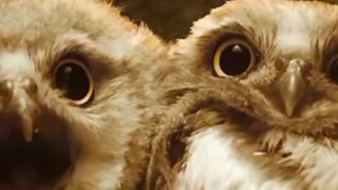 Wildlife