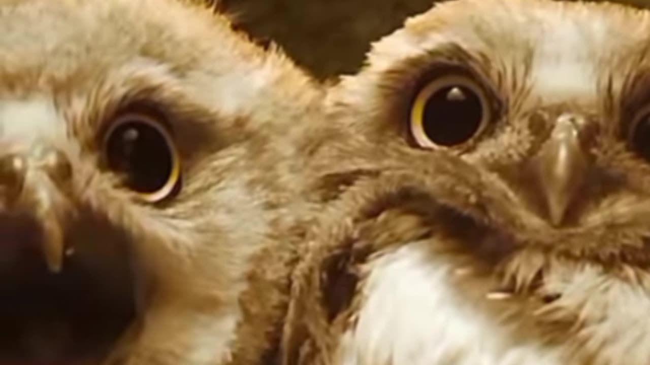 Wildlife