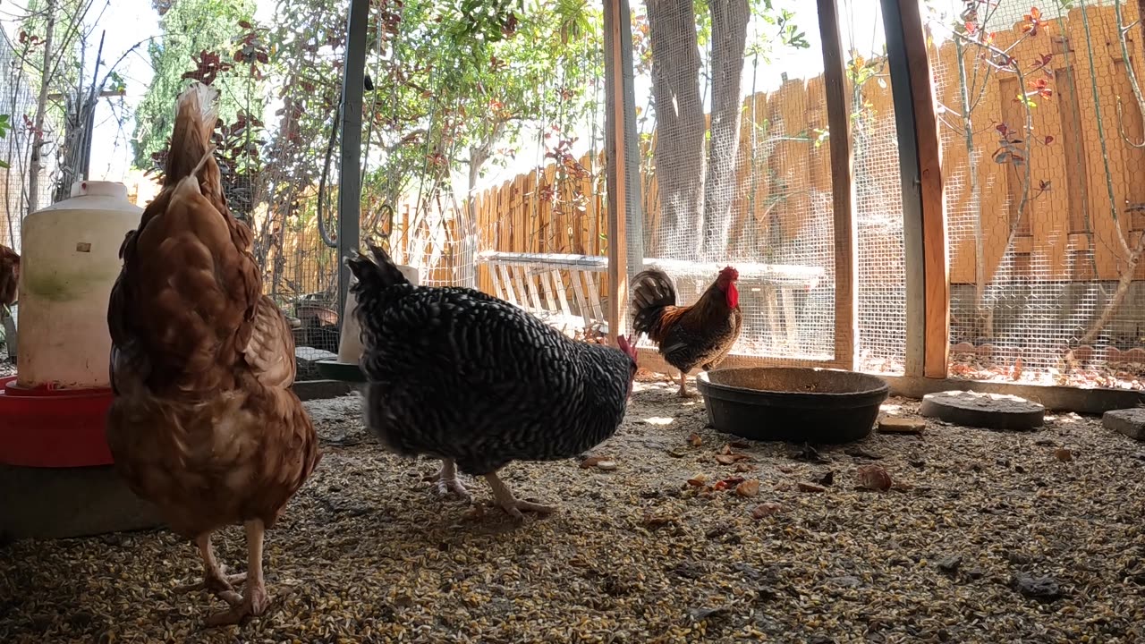 Backyard Chickens Fun Relaxing Continuous Video Sounds Noises Hens Roosters!