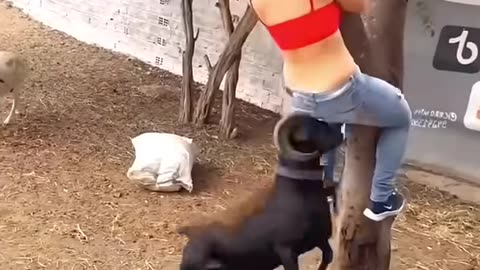 Animals Funny Video 😅｜ part- 1🤣 #funnyanimals #funny #shorts.mp4
