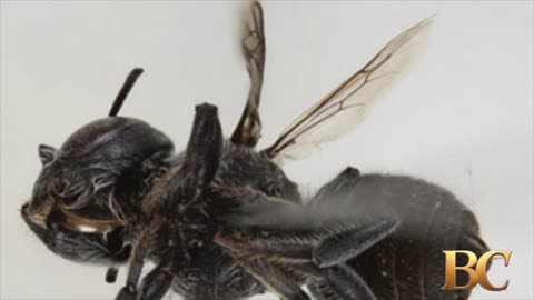 Scientists discover new “lucifer” bee with devil-like horns