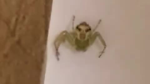 Even Spielberg couldn’t handle this