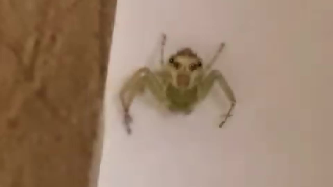 Even Spielberg couldn’t handle this