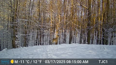 Deer Emerging From Forest On A Snowy Day