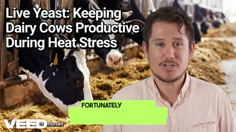 From Heat Stress to High Success: Live Yeast for Resilient Dairy Cows