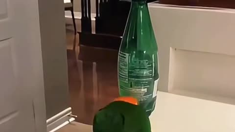 NAUGHTY 😧BIRDS