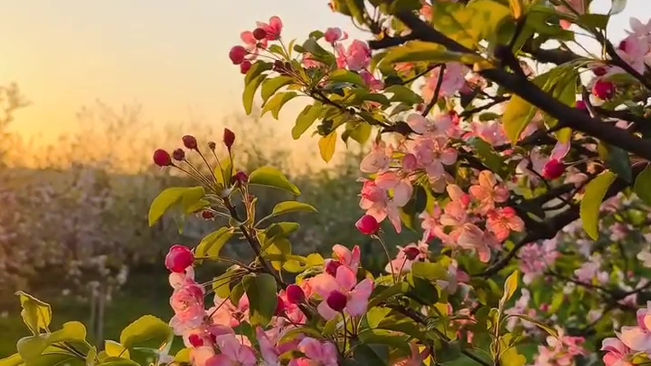 যেমন শিমুলের তোলা বাতাসে উড়ে