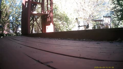 Wildlife Filmed By Haza PR800 Wild Camera, Dearborn, Michigan, May 9 To 15, 2025