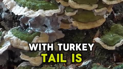 Turkey Tail Mushrooms