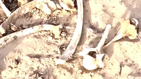 The Cobra Tribe of India #facts #documentary #india
