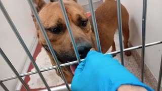 Ivo 2y A877754 kennel 162 PACC shelter heavenly boy goes absolutely bonkers when sees me20251022489