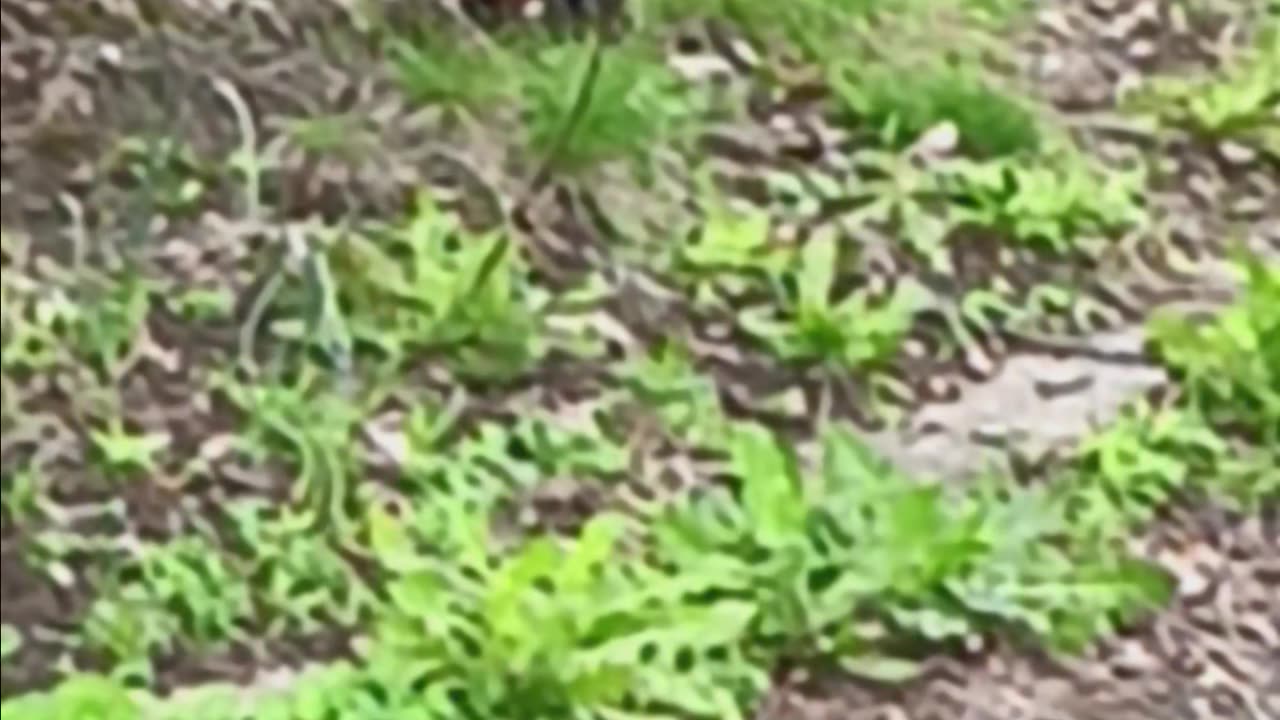 Robin eating.