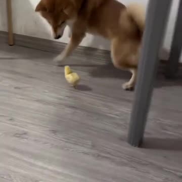 Dinosaurien jagar valpen och försöker trampa den platt! Oklart om den stackars shiban undkom!🦖🐕🙀