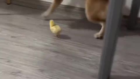 Dinosaurien jagar valpen och försöker trampa den platt! Oklart om den stackars shiban undkom!🦖🐕🙀