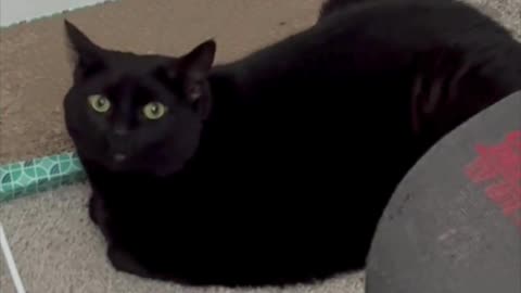 Cute Precious Piper is a Loaf Tuffet Protector - My Adopted Shelter Cat Vlog #shorts