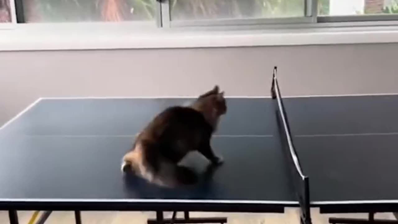 Kitty in the middle