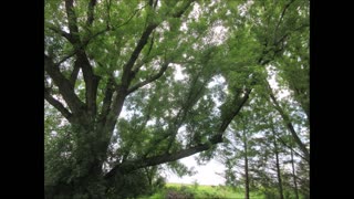 Sweet Love From Creator Silver Maple Aug 2025