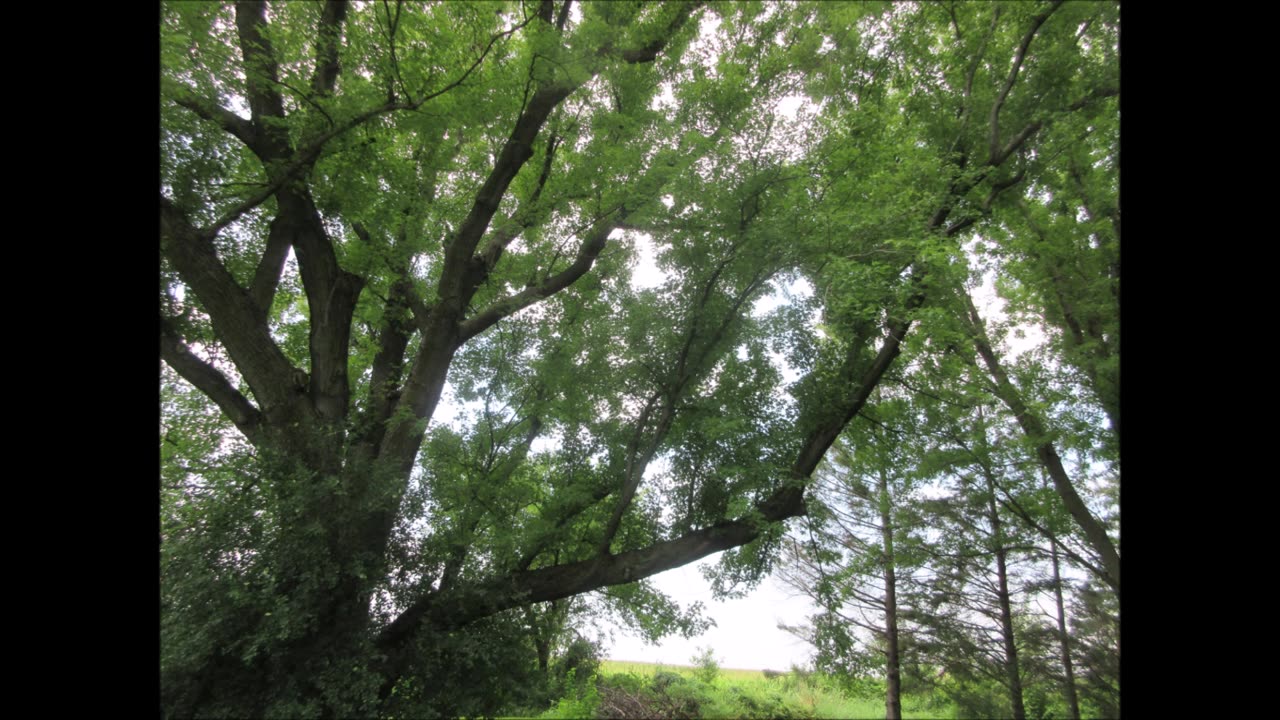 Sweet Love From Creator Silver Maple Aug 2025