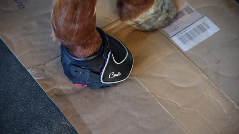 Cavallo Sport Hoof Boots