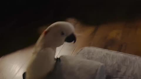 Talking parrot