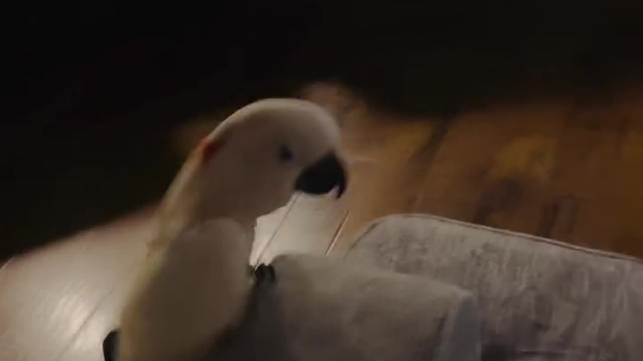 Talking parrot