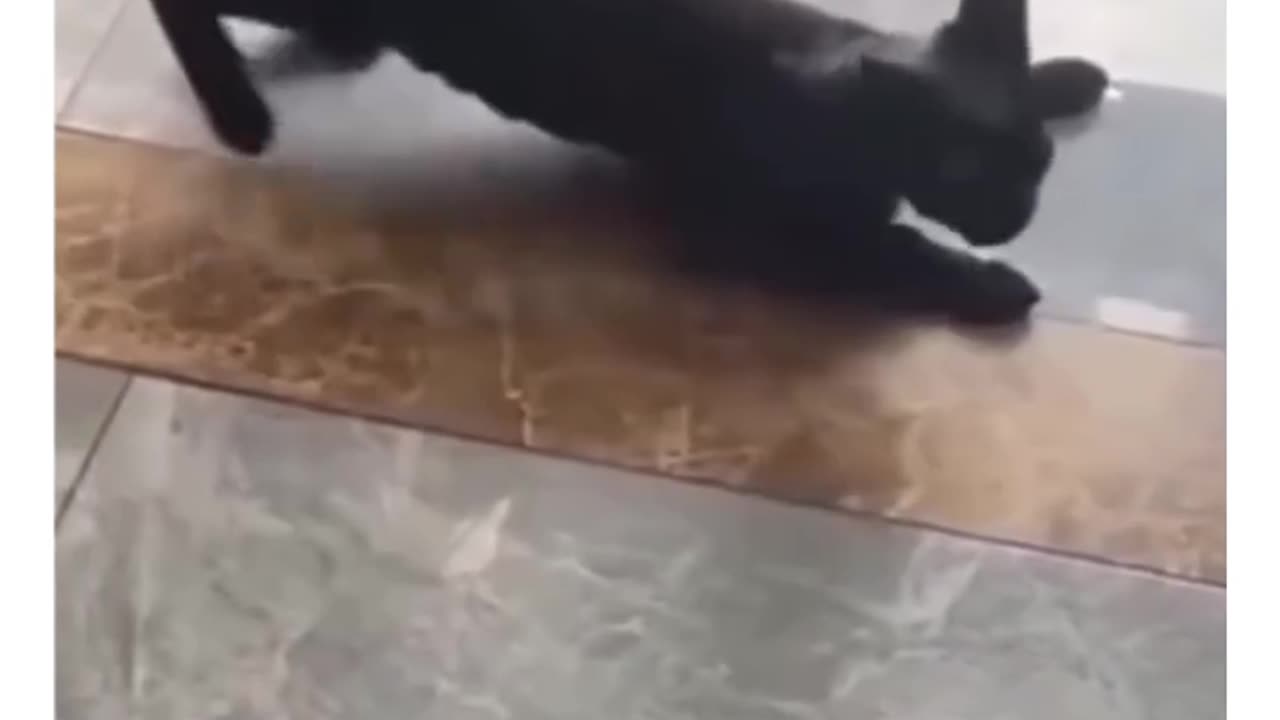 cats being vocal